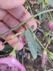 Convolvulus chinensis