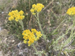 Helichrysum arenarium