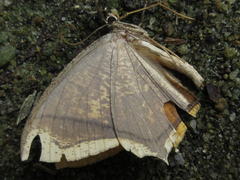 Thinopteryx crocoptera