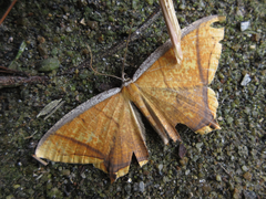 Thinopteryx crocoptera
