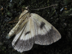Dindica virescens