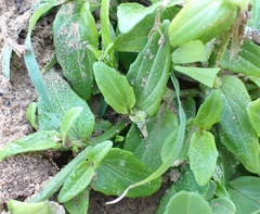 Nemesia bicornis