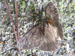 Dindica virescens