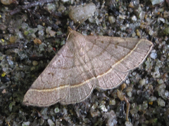 Paracolax trilinealis