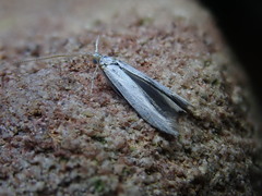 Coleophora ibipennella