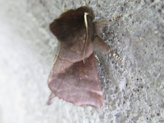 Gonoclostera timoniorum