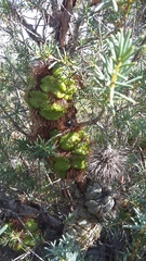Banksia nutans