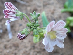 Nemesia bicornis