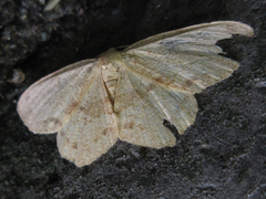 Microcalicha invenustaria