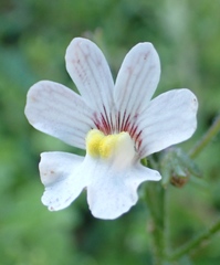 Nemesia bicornis