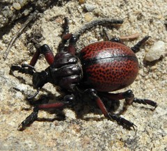 Brachycerus obesus