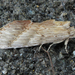 Pterostoma gigantinum - Photo (c) onidiras-iNaturalist, μερικά δικαιώματα διατηρούνται (CC BY-NC), uploaded by onidiras-iNaturalist