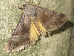 Hypena trigonalis