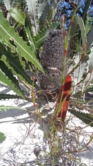 Banksia gardneri