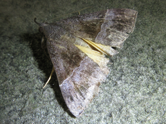 Hypena trigonalis
