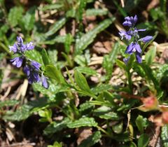 Polygala alpestris