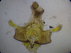 Coleophora ibipennella