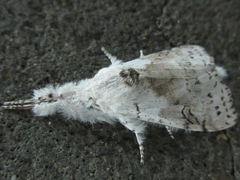 Calliteara pseudabietis