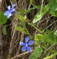 Gentiana verna