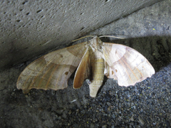 Marumba sperchius