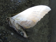 Marumba sperchius