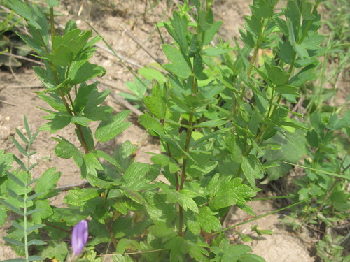 Thalictrum simplex iNat (3)