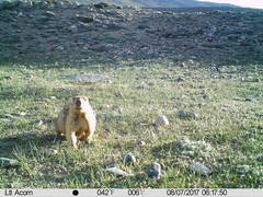Marmota himalayana