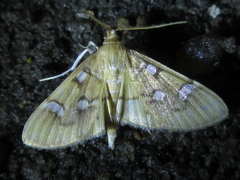 Cotachena alysoni