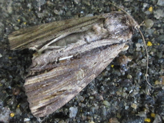 Ercheia niveostrigata