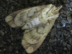 Ercheia niveostrigata