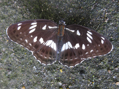 Limenitis doerriesi
