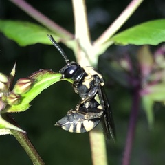 Triepeolus remigatus