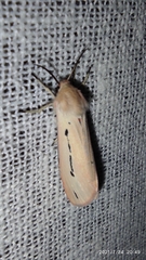 Micraloa