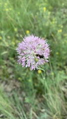 Allium lineare