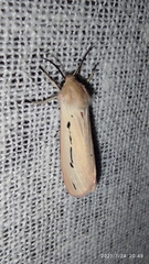 Micraloa