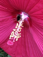 Ptilothrix bombiformis