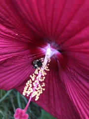 Ptilothrix bombiformis