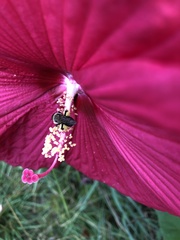 Ptilothrix bombiformis