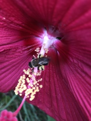 Ptilothrix bombiformis