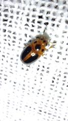 Amblyopus cinctipennis