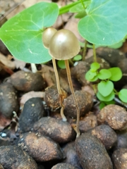 Panaeolus alcis