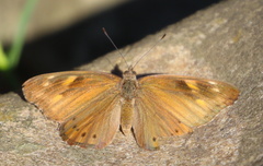Sevenia natalensis