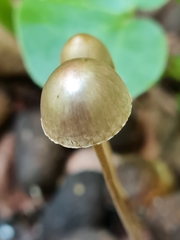 Panaeolus alcis