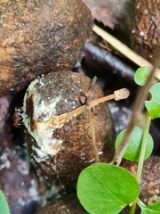 Panaeolus alcis