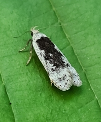 Anacampsis populella
