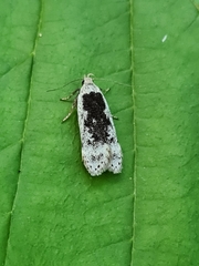 Anacampsis populella