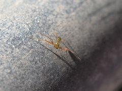 Amyciaea albomaculata