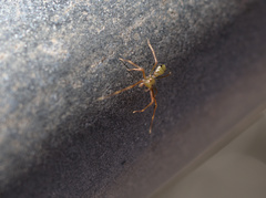 Amyciaea albomaculata