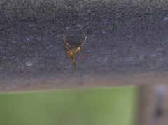 Amyciaea albomaculata