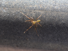 Amyciaea albomaculata